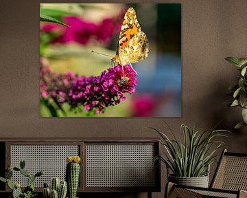 Vlinder op bloem in tuin
