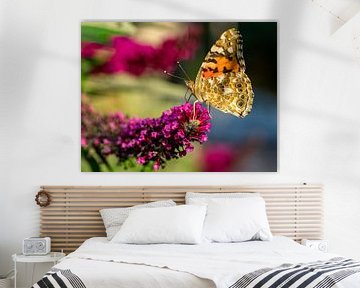 Thistle butterfly on a summer lilac in the garden by Animaflora PicsStock