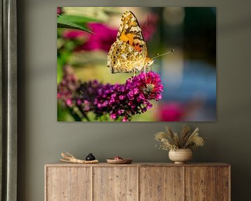 Distelfalter Schmetterling auf einem Sommerflieder im Garten von Animaflora PicsStock