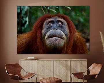 Orang Utan in Sumatra's rainforest by Marjolein Boers