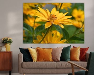 Topinambur, gelb gefärbte wilde Sonnenblume Nahaufnahme von Jolanda de Jong-Jansen