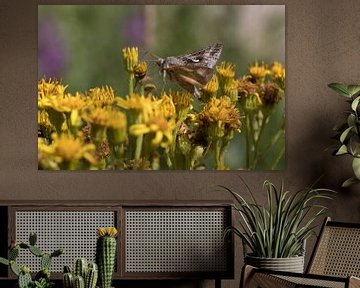 closeup of a day active moth on yellow flowers