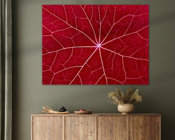 Nervous Red (Leaf veins in Red) by Caroline Lichthart