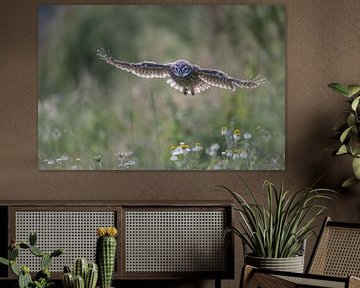Little owl 's morning flight by Gonnie van de Schans