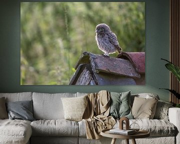 Little owl on the lookout by Gonnie van de Schans