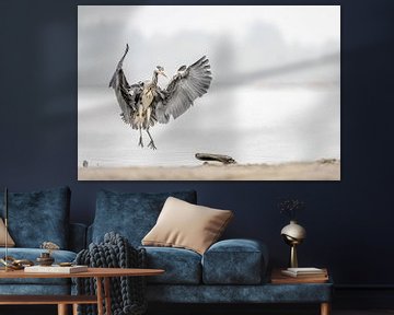 Blauwe reiger bij landing