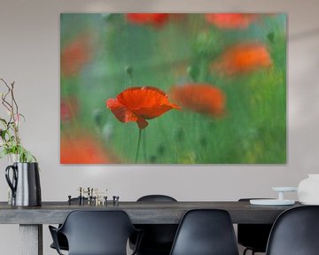 Poppies in the field by Gonnie van de Schans
