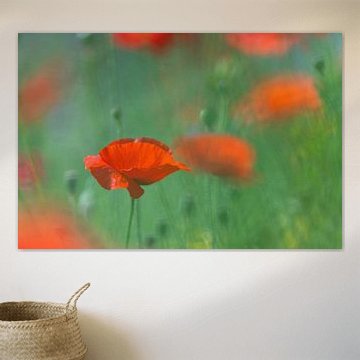 Coquelicots dans les champs