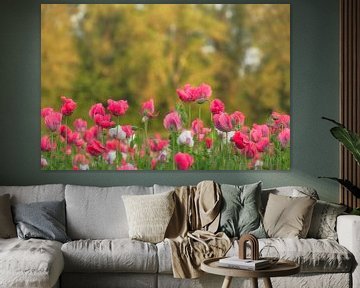 Poppies among greenery by Moetwil en van Dijk - Fotografie