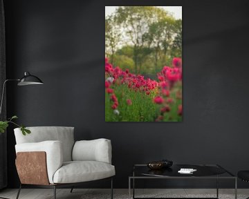 Coquelicots rouges sur Moetwil en van Dijk - Fotografie