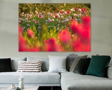 Colourful poppies by Moetwil en van Dijk - Fotografie