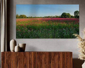 Champ de coquelicots panoramique tôt le matin sur Moetwil en van Dijk - Fotografie