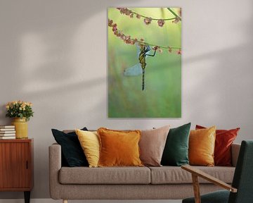 Dragonfly hanging from sorrel by Moetwil en van Dijk - Fotografie