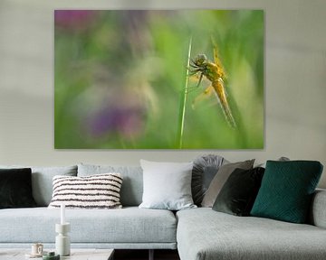 Colourful dragonfly by Moetwil en van Dijk - Fotografie