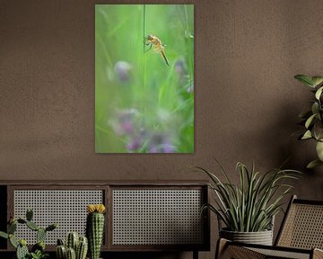 Dragonfly among the wildflowers by Moetwil en van Dijk - Fotografie