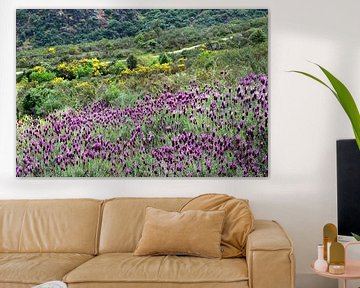 Lavender field Extremadura by Inge Hogenbijl