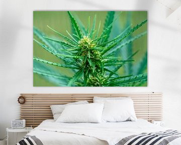 Fleur d'une plante de cannabis Macrophotographie sur Animaflora PicsStock