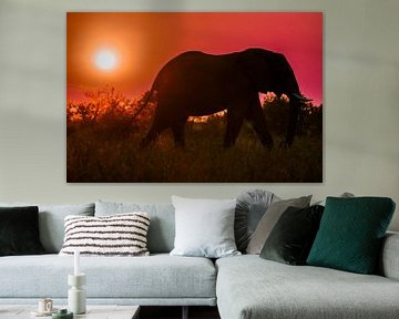 Olifant in de zonsondergang, Zuid-Afrika