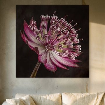 Astrantia Major (Seeländischer Staudenknöterich) von Marjolijn van den Berg