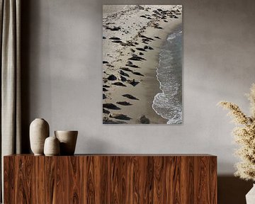 Seals on the beach by Inge Teunissen