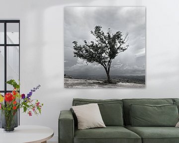 Arbre solitaire en Toscane sur Mark Bolijn