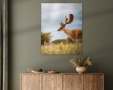 Fallow deer from a low vantage point by Tom Zwerver