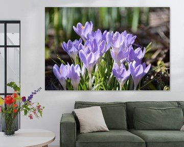 The first crocus flowers in the garden by Claude Laprise