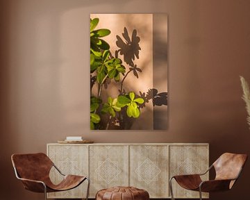 plante verte donnant de l'ombre sur un mur beige rose | Brésil | photographie de voyage sur Lisa Bocarren