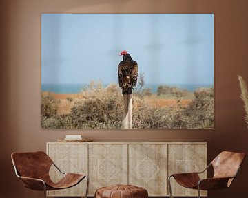 Turkey vulture by BL Photography