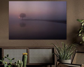 Mistige zonsopkomst bij boom op krib van Moetwil en van Dijk - Fotografie