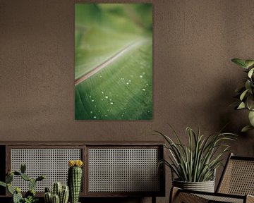 Feuille verte avec petites gouttes de pluie dans un décor tropical sur Troy Wegman