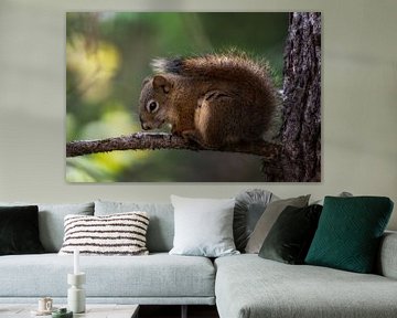 Squirrel in the forest by Leon Brouwer