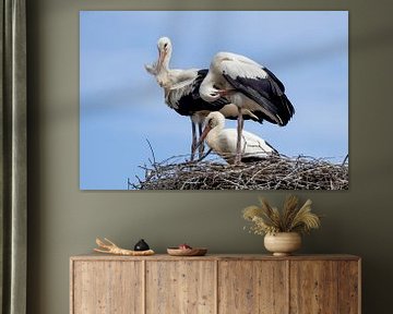 Ooievaarsfamilie in het nest van Teresa Bauer