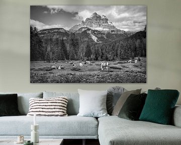 Vaches dans les Dolomites, près des Trois Cimets. Image en noir et blanc. sur Manfred Voss, Schwarz-weiss Fotografie