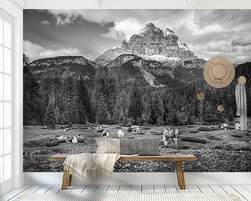 Cows in the Dolomites near the Three Peaks. Black and white picture.