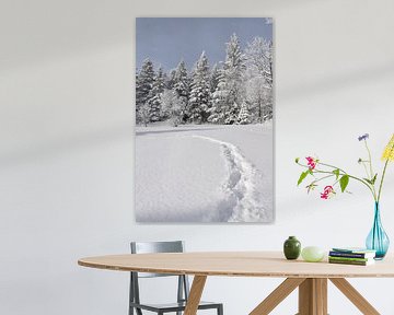 Une forêt enneigée après la tempête sur Claude Laprise