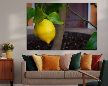 Gave, mooie, felgele citroen aan plant met groene bladeren van Studio LE-gals