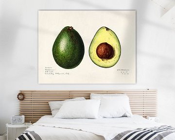 Amanda Almira Newton - Avocados