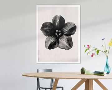 Karl Blossfeldt - Cobea Scandens van Old Masters