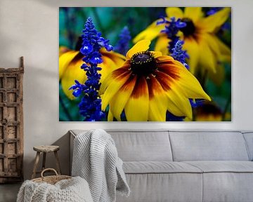 Blumen | Bunter Blauer Salbei und Schwarzäugiges Johanniskraut