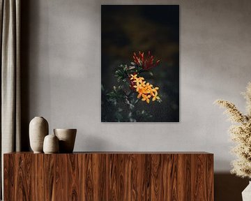 Artistic tropical flower with dark background by Troy Wegman