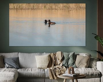 Crested ducks in the early morning light by Jolanda van Haeften