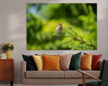 The beautiful house sparrow rests on a branch. by Fred van Schaagen