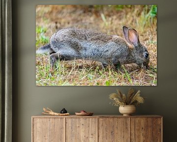 Kaninchen macht sich groß. von Fred van Schaagen