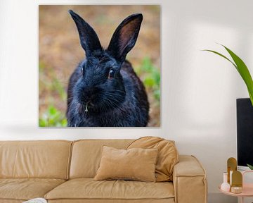 Zwart Konijn eet groen takje van Fred van Schaagen