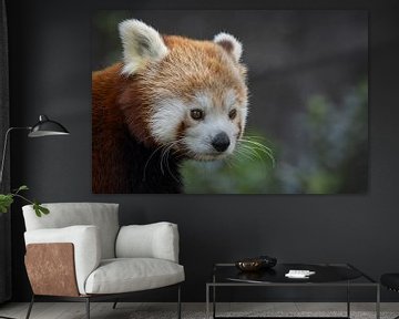 Rode panda van Rudie Knol