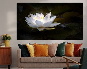 Luminous water lily by Jan van der Knaap