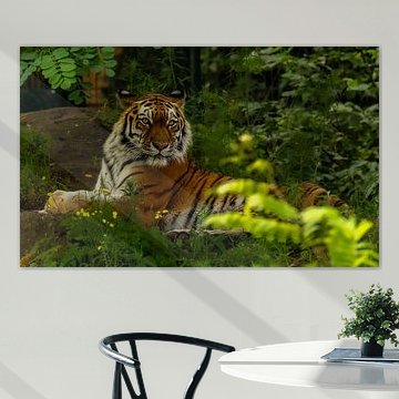 Siberische tijger Bart op de uitkijk.