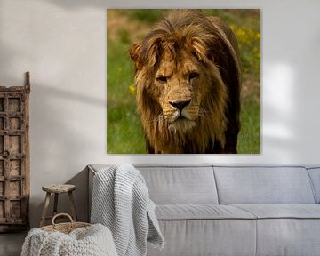 Lion is looking me in the eye by Wouter Van der Zwan