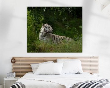 Weißer Tiger auf dem Feld. von Wouter Van der Zwan